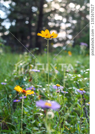 Vertical Blanketflower Stems In A Meadow Vertical Blanketflower Stems In A Meadow 138167027