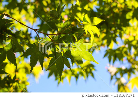 Looking Up At A Japanese Maple Canopy Looking Up At A Japanese Maple Canopy 138167171