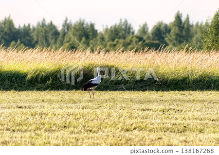 White stork (Ciconia ciconia) walking in freshly mown hay field against background of tall golden grass and forest. White stork (Ciconia ciconia) walking in freshly mown hay field against background of tall golden grass and forest. 138167268