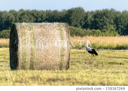 White stork (Ciconia ciconia) foraging in mown agricultural field next to large round hay bale at golden hour. White stork (Ciconia ciconia) foraging in mown agricultural field next to large round hay bale at golden hour. 138167269