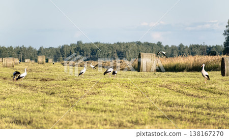Flock of white storks (Ciconia ciconia) foraging in mown agricultural field with round hay bales and forest in the background. 138167270