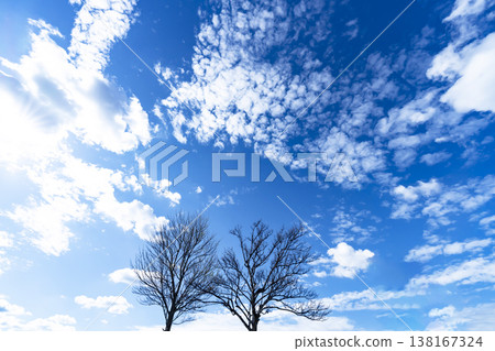 Blue sky, clouds and grove Blue sky, clouds and grove 138167324