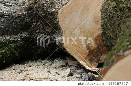 Wood industry illustration stock photo. Sawdust around a sawn log lying on the ground 138167327