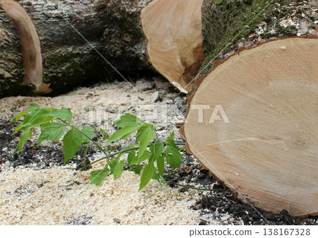 Felled trees are cut into pieces during timber harvesting. Closeup stock photo about wood industry and woodworking Felled trees are cut into pieces during timber harvesting. Closeup stock photo about wood industry and woodworking 138167328