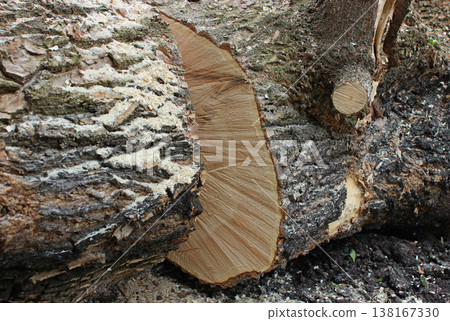 Closeup stock photo of a log cut after sawing with a chainsaw. Illegal logging illustrative stock photo 138167330