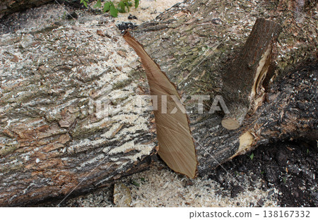 A felled and cut tree trunk lies on the ground strewn with sawdust. Stock photo for deforestation theme illustration A felled and cut tree trunk lies on the ground strewn with sawdust. Stock photo for deforestation theme illustration 138167332
