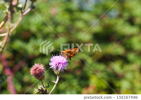 Woodland Skipper Butterfly On Canada Thistle 138167496