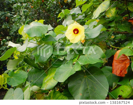 Yellow flowers of the hibiscus plant blooming on Chichijima Island in the Ogasawara Islands. Yellow flowers of the hibiscus plant blooming on Chichijima Island in the Ogasawara Islands. 138167524