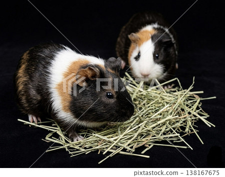 Guinea pig eating grass Guinea pig eating grass 138167675