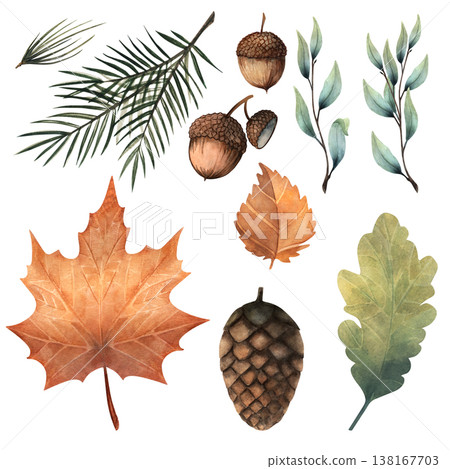 Watercolor forest botanical set including maple leaf, oak leaves, acorns, pine cone, pine needles, willow branches. Hand painted natural collection isolated on white for patterns, prints and design Watercolor forest botanical set including maple leaf, oak leaves, acorns, pine cone, pine needles, willow branches. Hand painted natural collection isolated on white for patterns, prints and design 138167703