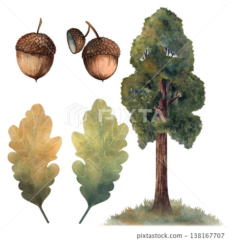 Watercolor oak tree set with leaves and acorns, hand painted botanical elements isolated on white background for autumn themes, forest design, eco branding, packaging, prints, natural compositions Watercolor oak tree set with leaves and acorns, hand painted botanical elements isolated on white background for autumn themes, forest design, eco branding, packaging, prints, natural compositions 138167707