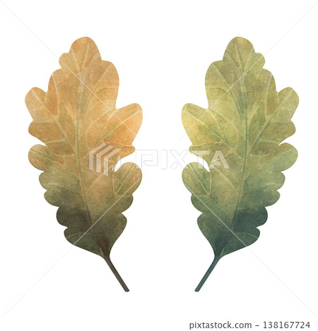 Watercolor oak leaves illustration, hand painted botanical elements isolated on white background. Ideal for autumn themes, forest design, eco branding, packaging, prints, and natural compositions 138167724