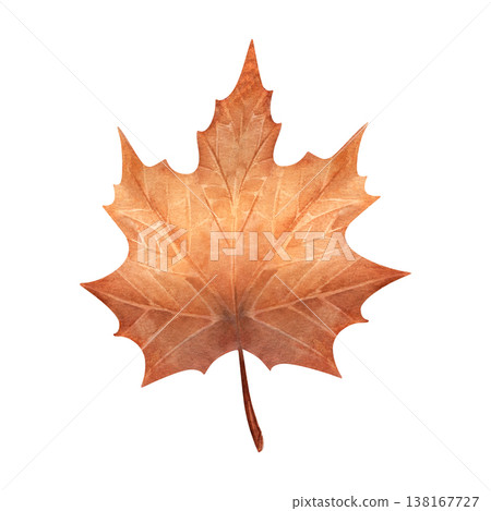 Watercolor maple leaf illustration, hand painted botanical element isolated on white background. Perfect for autumn themes, seasonal design, branding, packaging, prints, and nature compositions Watercolor maple leaf illustration, hand painted botanical element isolated on white background. Perfect for autumn themes, seasonal design, branding, packaging, prints, and nature compositions 138167727