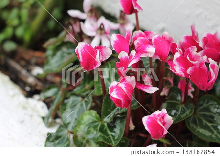 Closeup Of Pink Cyclamen Flowers Closeup Of Pink Cyclamen Flowers 138167854