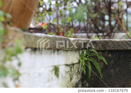 Maidenhair Spleenwort Fern Growing In A Staircase Maidenhair Spleenwort Fern Growing In A Staircase 138167870