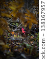 Red leaf on forest floor in autumn 138167957