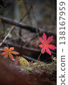 Red leaf on forest floor in autumn 138167959