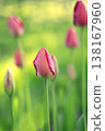 Delicate, pink tulip buds against a background of lush grass. Beautiful unopened tulips in sunlight. 138167960