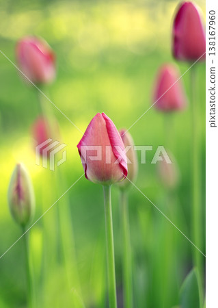 Delicate, pink tulip buds against a background of lush grass. Beautiful unopened tulips in sunlight. Delicate, pink tulip buds against a background of lush grass. Beautiful unopened tulips in sunlight. 138167960