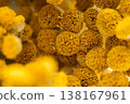 Tansy flowers macro close up yellow inflorescences 138167961