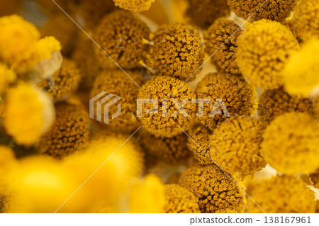 Tansy flowers macro close up yellow inflorescences Tansy flowers macro close up yellow inflorescences 138167961