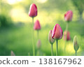 Delicate, pink tulip buds against a background of lush grass. Beautiful unopened tulips in sunlight. 138167962