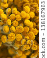 Tansy flowers macro close up yellow inflorescences 138167963