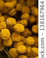 Tansy flowers macro close up yellow inflorescences 138167964