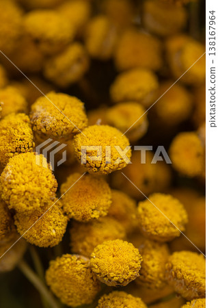 Tansy flowers macro close up yellow inflorescences Tansy flowers macro close up yellow inflorescences 138167964