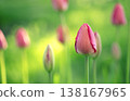 Beautiful unopened tulips against a background of fresh, juicy grass. 138167965