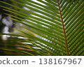 Close-up of green palm frond 138167967