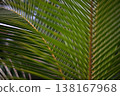 Close-up of green palm frond 138167968