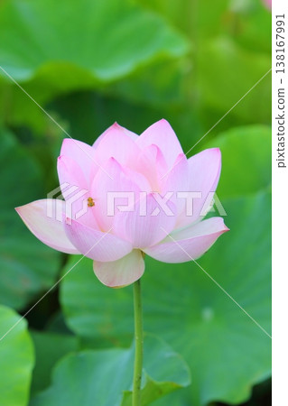 一朵蓮花和一隻蜜蜂 一朵蓮花和一隻蜜蜂 138167991