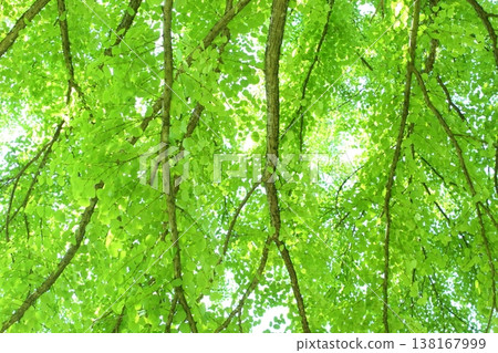 Fresh green of wig Fresh green of wig 138167999