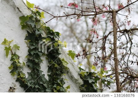 English Ivy Climbing Next To Pink Viburnum 138168076