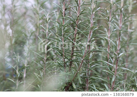 Fresh And Fragrant Rosemary Sprigs Fresh And Fragrant Rosemary Sprigs 138168079