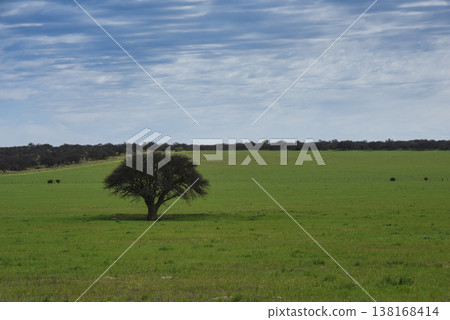 Lonely tree in Pampas Landscape, La Pampa province, Patagonia, Argentina 138168414