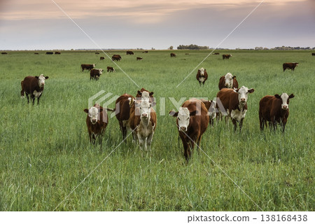Countryside landscape with cows grazing, La Pampa, Argentina Countryside landscape with cows grazing, La Pampa, Argentina 138168438