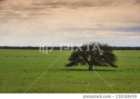 Lonely tree in Pampas Landscape, La Pampa province, Patagonia, Argentina 138168439