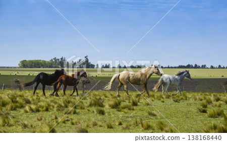 Herd of horses in the coutryside, La Pampa province, Patagonia, Argentina. Herd of horses in the coutryside, La Pampa province, Patagonia, Argentina. 138168440