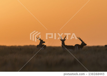 Male Blackbuck Antelope in Pampas plain environment, La Pampa province, Argentina Male Blackbuck Antelope in Pampas plain environment, La Pampa province, Argentina 138168443