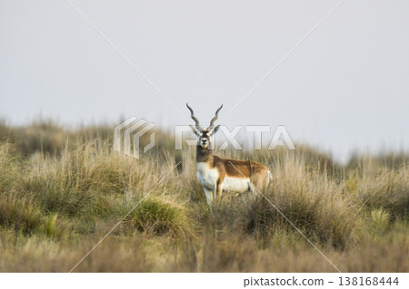 Male Blackbuck Antelope in Pampas plain environment, La Pampa province, Argentina Male Blackbuck Antelope in Pampas plain environment, La Pampa province, Argentina 138168444