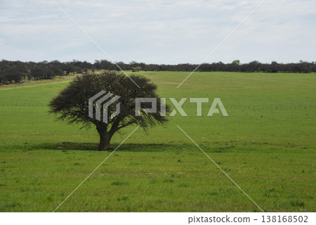 Lonely tree in Pampas Landscape, La Pampa province, Patagonia, Argentina 138168502
