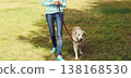 Owner woman walking with her Golden Retriever dog on leash in summer park 138168530