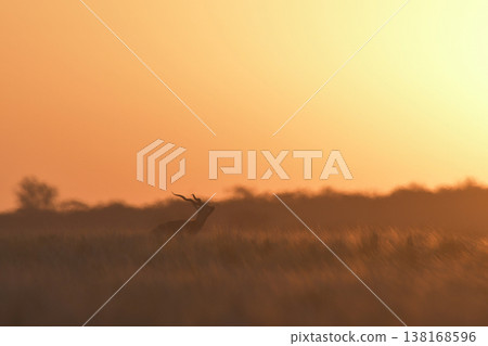Male Blackbuck Antelope in Pampas plain environment, La Pampa province, Argentina Male Blackbuck Antelope in Pampas plain environment, La Pampa province, Argentina 138168596