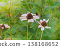 Nature floral background in sunny day. Dry Coreopsis growing in autumn garden. Dry seeds forlandscape. Cottage garden. 138168652
