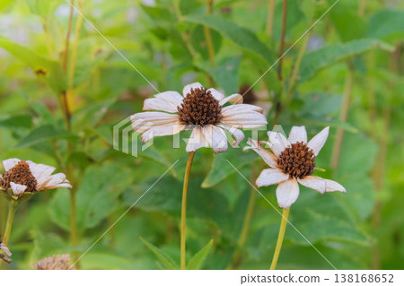 Nature floral background in sunny day. Dry Coreopsis growing in autumn garden. Dry seeds forlandscape. Cottage garden. 138168652