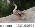 Summer day. Duck walks by a pond on a sunny day. Water bird. 138168654