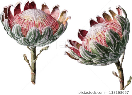 Two Beautiful King Protea Flowers Isolated on White 138168667