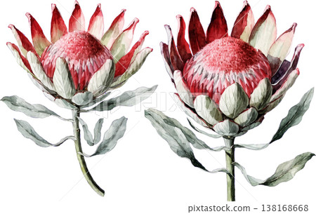 Watercolor King Protea Flowers Set Watercolor King Protea Flowers Set 138168668
